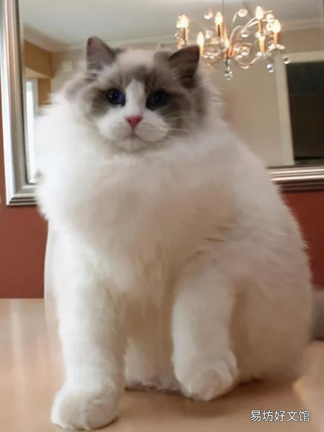 什么叫海豹双色布偶猫(海豹双色布偶猫图片)