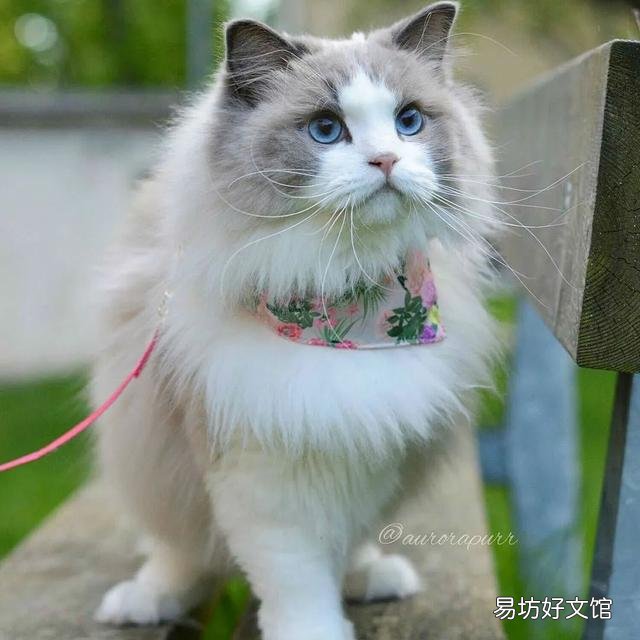 什么叫海豹双色布偶猫(海豹双色布偶猫图片)