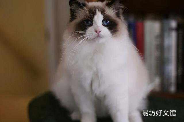什么叫海豹双色布偶猫(海豹双色布偶猫图片)
