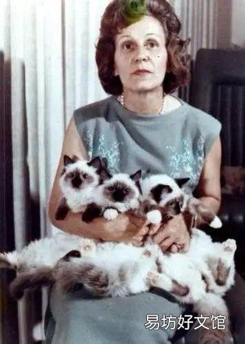 什么叫海豹双色布偶猫(海豹双色布偶猫图片)