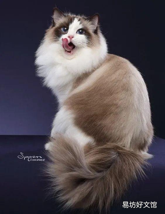什么叫海豹双色布偶猫(海豹双色布偶猫图片)