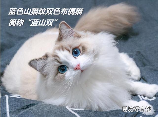 什么叫海豹双色布偶猫(海豹双色布偶猫图片)
