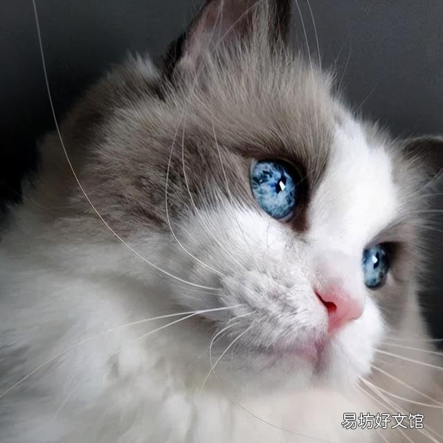 什么叫海豹双色布偶猫(海豹双色布偶猫图片)