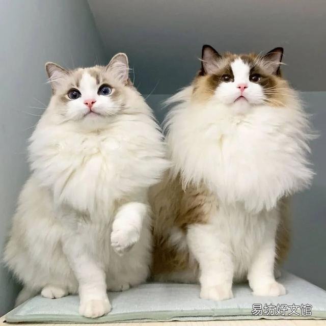 什么叫海豹双色布偶猫(海豹双色布偶猫图片)
