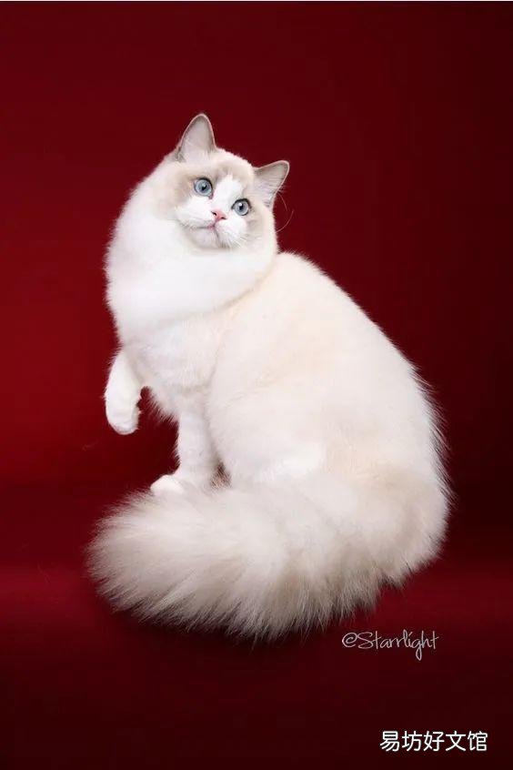什么叫海豹双色布偶猫(海豹双色布偶猫图片)