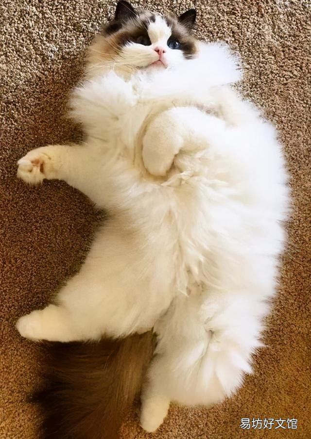什么叫海豹双色布偶猫(海豹双色布偶猫图片)