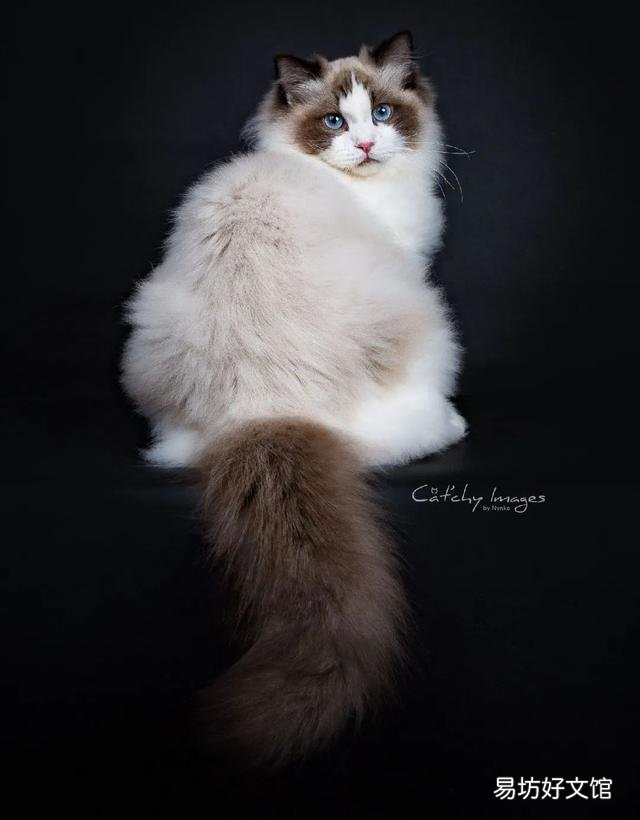 什么叫海豹双色布偶猫(海豹双色布偶猫图片)