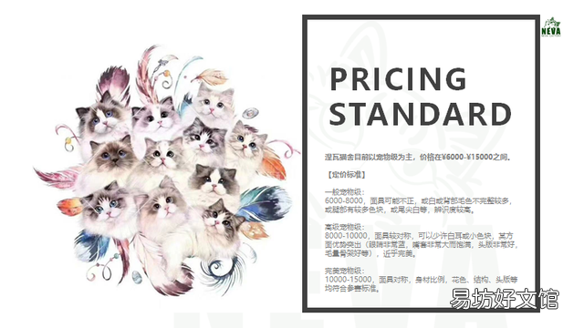 什么叫海豹双色布偶猫(海豹双色布偶猫图片)