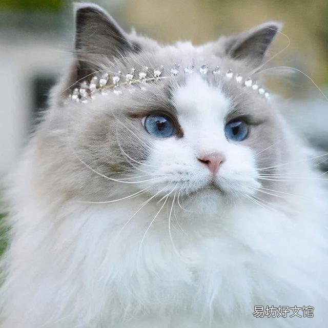 什么叫海豹双色布偶猫(海豹双色布偶猫图片)