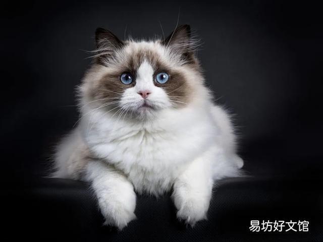 什么叫海豹双色布偶猫(海豹双色布偶猫图片)