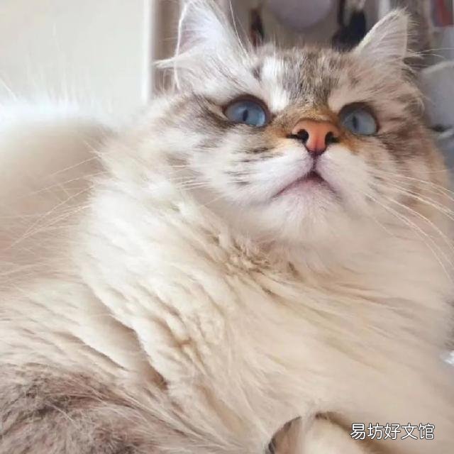 什么叫海豹双色布偶猫(海豹双色布偶猫图片)