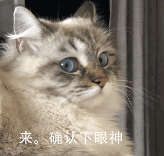 什么叫海豹双色布偶猫(海豹双色布偶猫图片)