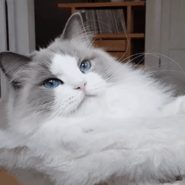 什么叫海豹双色布偶猫(海豹双色布偶猫图片)