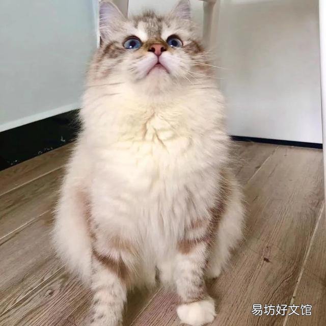什么叫海豹双色布偶猫(海豹双色布偶猫图片)