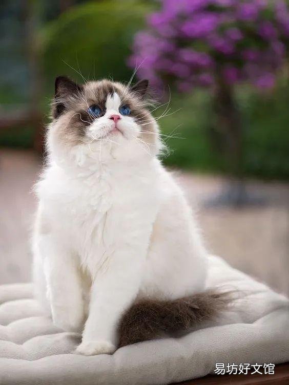 什么叫海豹双色布偶猫(海豹双色布偶猫图片)