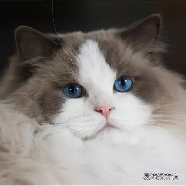 什么叫海豹双色布偶猫(海豹双色布偶猫图片)
