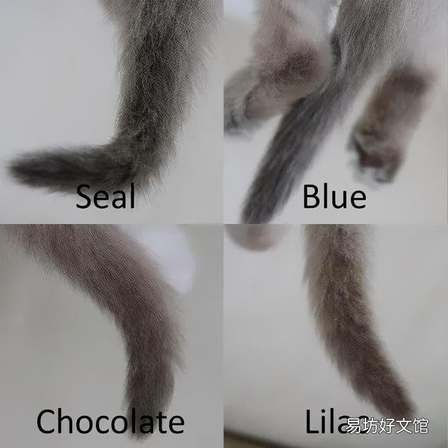 什么叫海豹双色布偶猫(海豹双色布偶猫图片)
