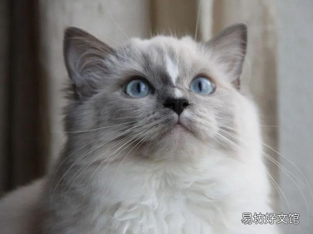 什么叫海豹双色布偶猫(海豹双色布偶猫图片)