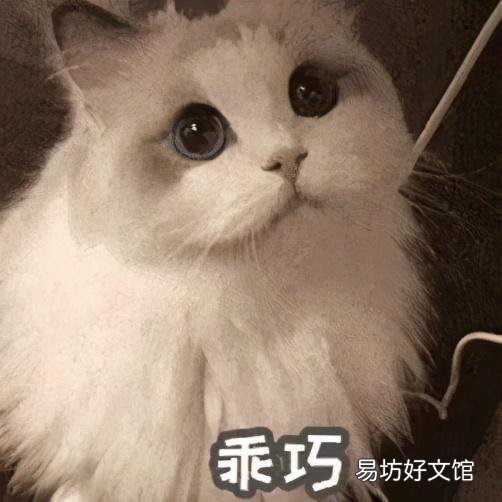 什么叫海豹双色布偶猫(海豹双色布偶猫图片)