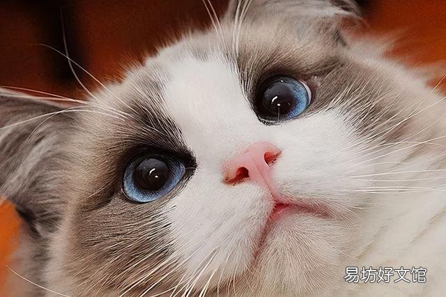 什么叫海豹双色布偶猫(海豹双色布偶猫图片)