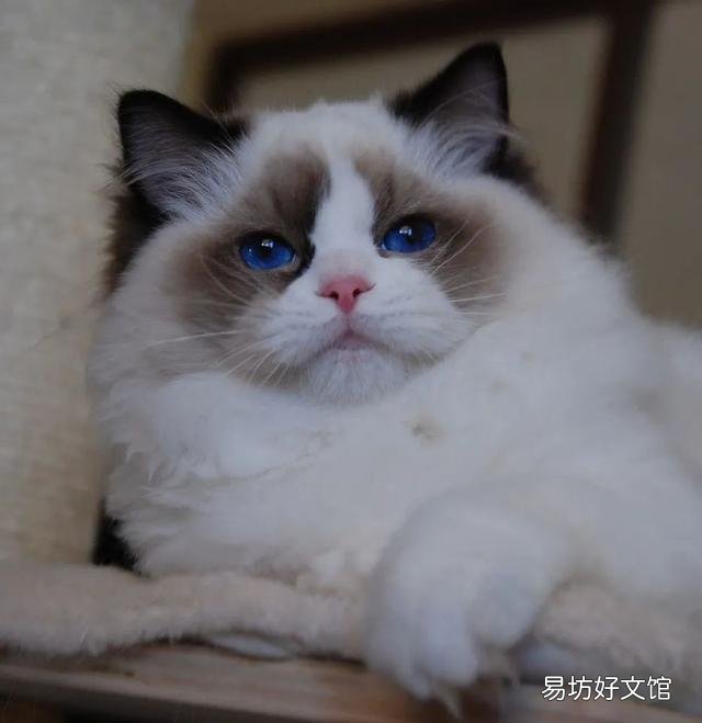 什么叫海豹双色布偶猫(海豹双色布偶猫图片)