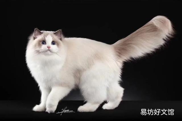 什么叫海豹双色布偶猫(海豹双色布偶猫图片)
