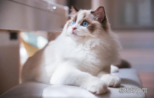 什么叫海豹双色布偶猫(海豹双色布偶猫图片)
