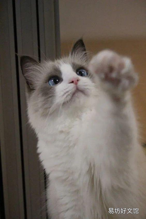 什么叫海豹双色布偶猫(海豹双色布偶猫图片)