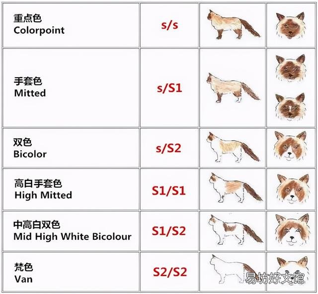 什么叫海豹双色布偶猫(海豹双色布偶猫图片)