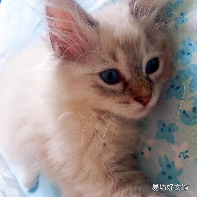 什么叫海豹双色布偶猫(海豹双色布偶猫图片)