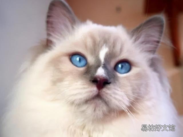 什么叫海豹双色布偶猫(海豹双色布偶猫图片)
