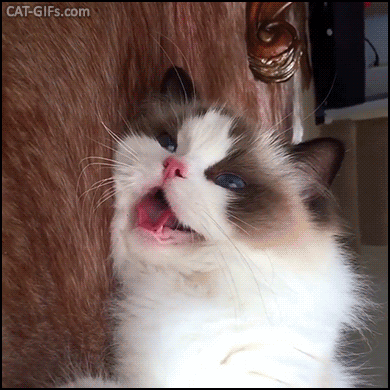 什么叫海豹双色布偶猫(海豹双色布偶猫图片)