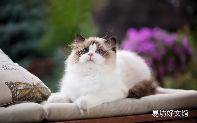 什么叫海豹双色布偶猫(海豹双色布偶猫图片)