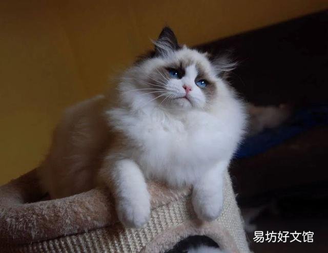 什么叫海豹双色布偶猫(海豹双色布偶猫图片)