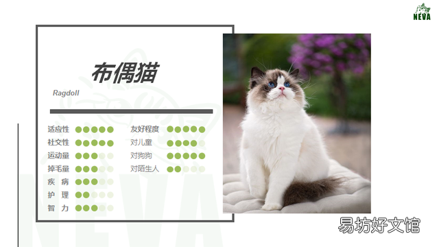 什么叫海豹双色布偶猫(海豹双色布偶猫图片)
