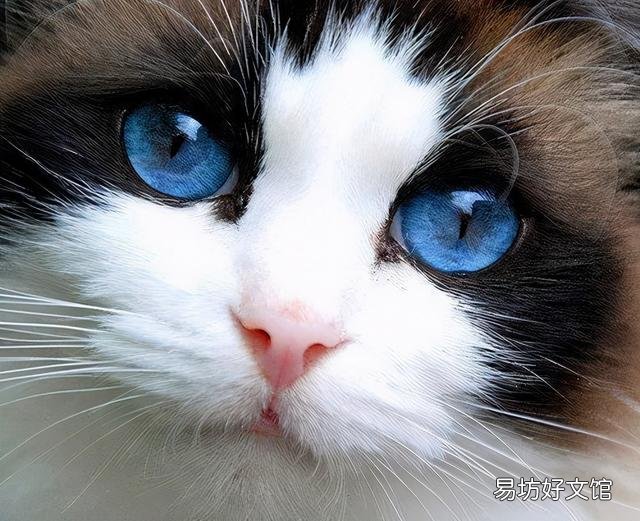 什么叫海豹双色布偶猫(海豹双色布偶猫图片)