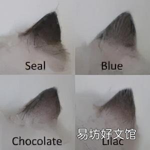 什么叫海豹双色布偶猫(海豹双色布偶猫图片)