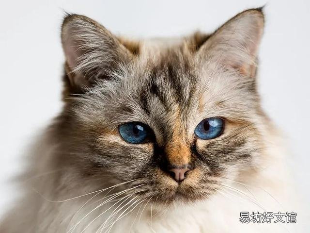 什么叫海豹双色布偶猫(海豹双色布偶猫图片)