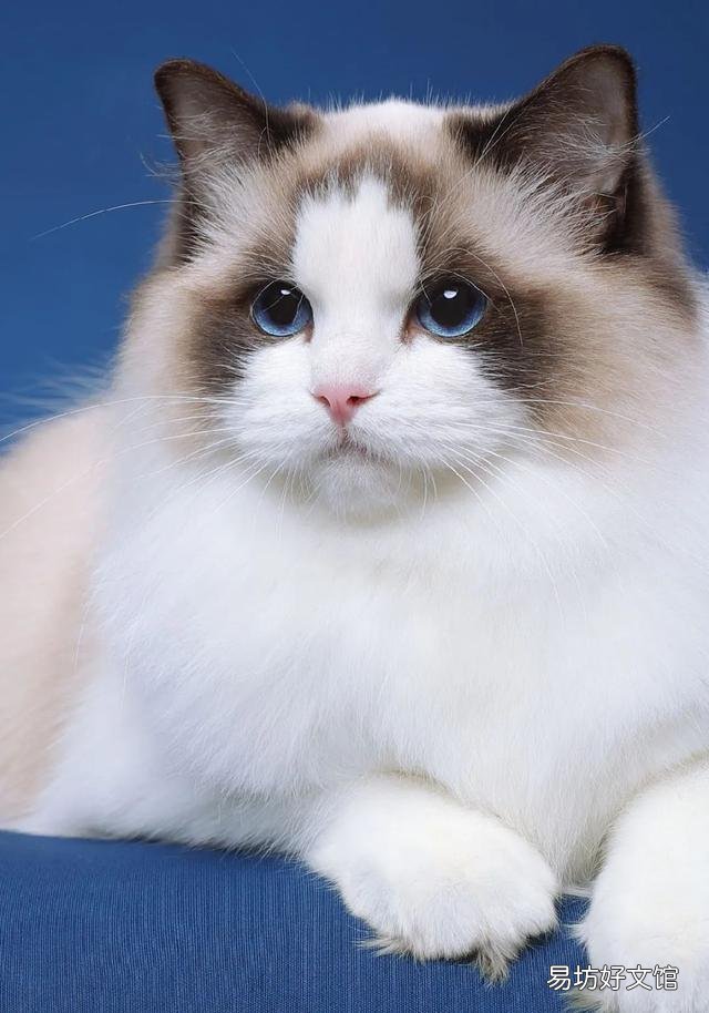什么叫海豹双色布偶猫(海豹双色布偶猫图片)