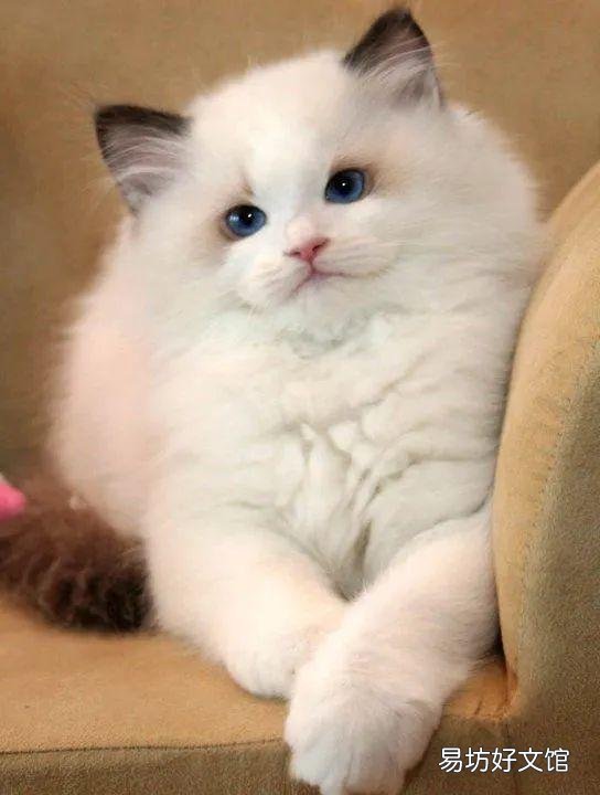 什么叫海豹双色布偶猫(海豹双色布偶猫图片)