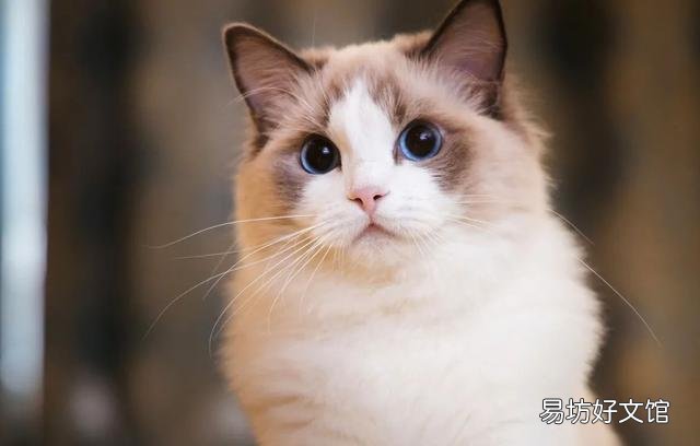 什么叫海豹双色布偶猫(海豹双色布偶猫图片)