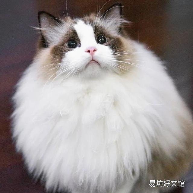 什么叫海豹双色布偶猫(海豹双色布偶猫图片)
