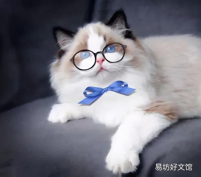 什么叫海豹双色布偶猫(海豹双色布偶猫图片)