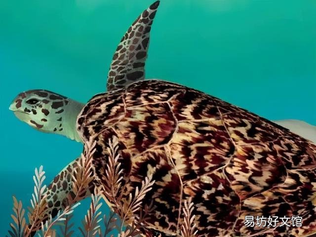 什么叫海豹双色布偶猫(海豹双色布偶猫图片)