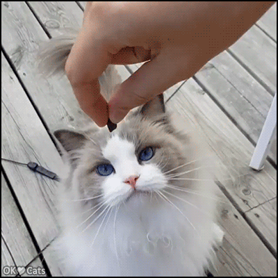 什么叫海豹双色布偶猫(海豹双色布偶猫图片)