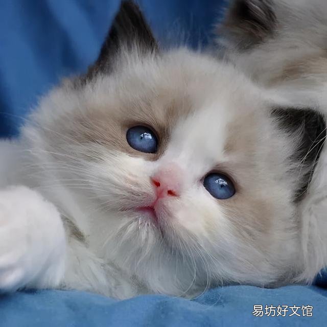 什么叫海豹双色布偶猫(海豹双色布偶猫图片)