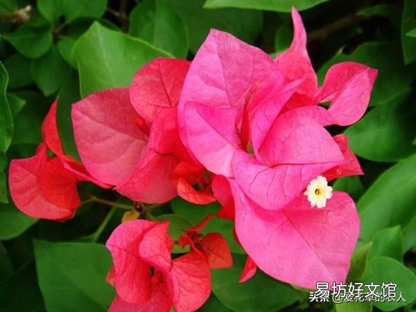 三角梅有哪些“抗寒药”推荐?