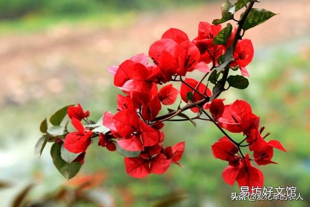三角梅有哪些“抗寒药”推荐?