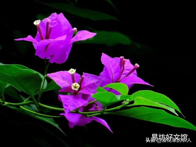 三角梅有哪些“抗寒药”推荐?