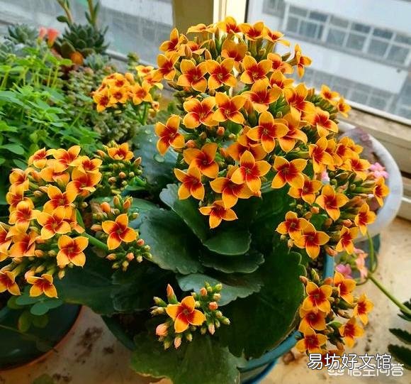 长寿花十月份落叶了,怎么办?